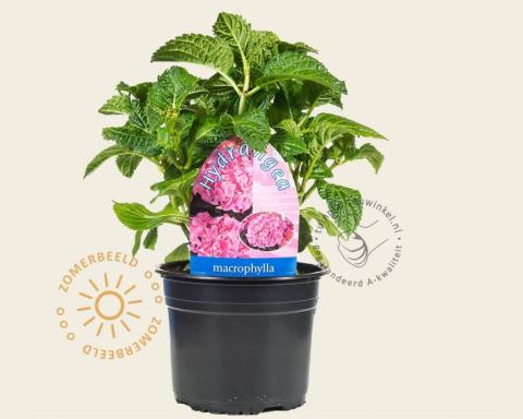 Foto van Boerenhortensia ‘Bouquet Rose’