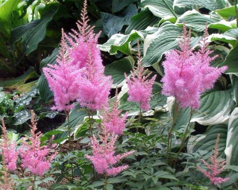 Foto van Pluimspirea ‘Rheinland’