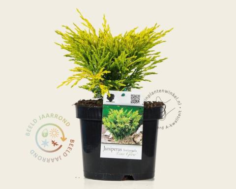 Foto van Kruipjeneverbes ‘Lime Glow’
