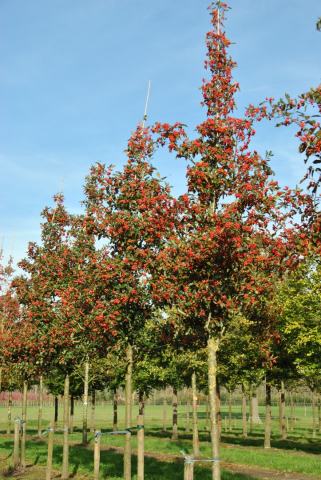 Foto van Bastaardhanespoordoorn