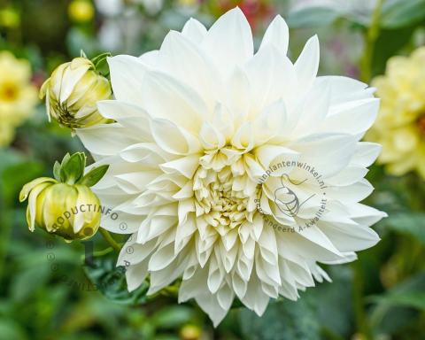 Foto van Dahlia ‘Le Castel’