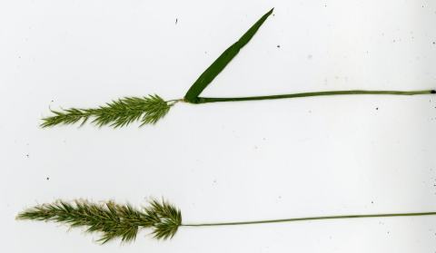 Foto van Gewoon reukgras
