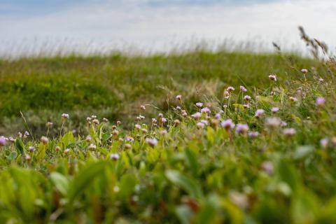 Foto van Engels gras