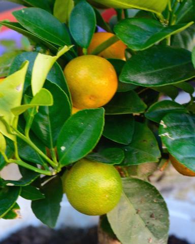 Foto van Calamondin