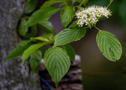Foto van Pagodenkornoelje