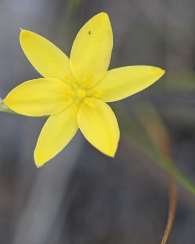 Foto van Hypoxis 'ongebekend'