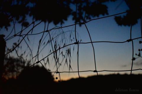 Foto van Wilde haver