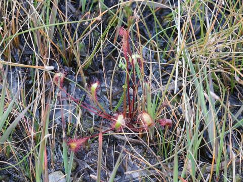 Foto van Drosera 'onbekaand'