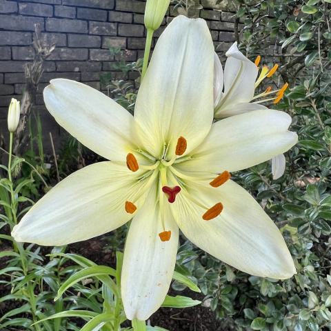 Foto van Madonnalelie