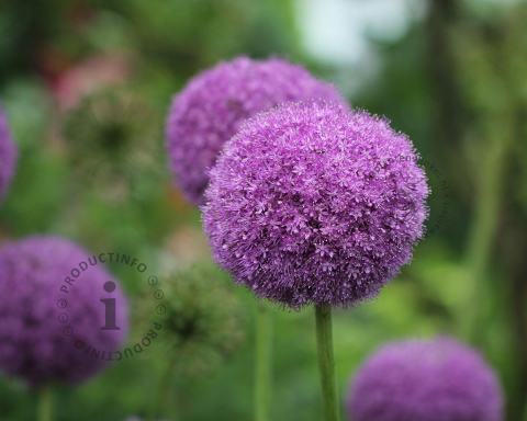 Foto van Sierui ‘Party Balloons’