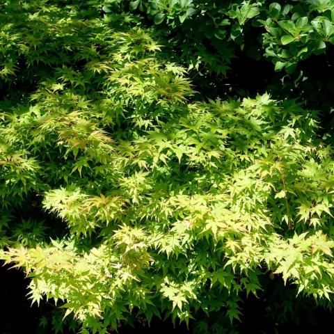 Foto van Acer 'Mikawa Yatsubusa'