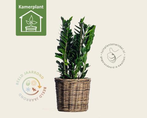 Foto van Zz plant