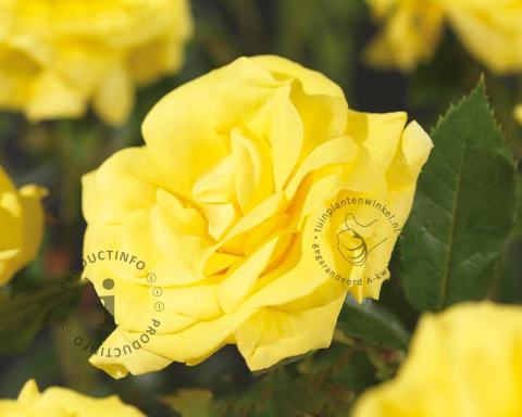 Foto van Grootbloemige trosroos ‘Friesia’