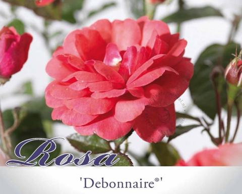 Foto van Trosroos ‘Debonnaire’