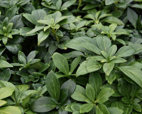 Foto van Schaduwkruid ‘Green Carpet’