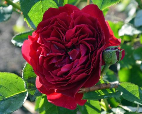 Foto van Roos ‘Red Romanza’