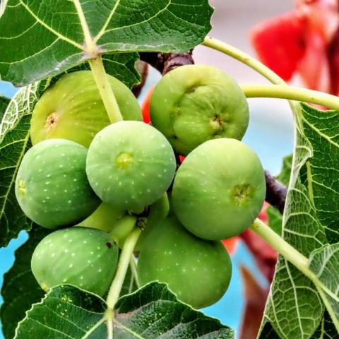 Foto van Ficus 'Kadota'