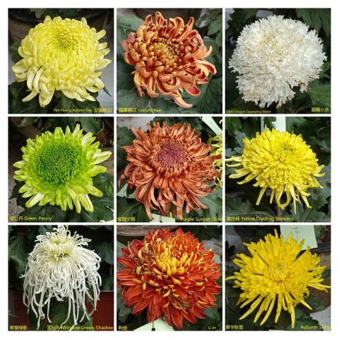 Foto van Tuinchrysant