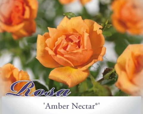 Foto van Bodembedekkende roos ‘Amber Nectar’