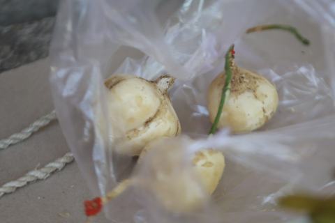 Foto van Yamboon