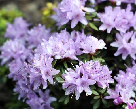 Foto van Dwerg rododendron ‘Lavendula’