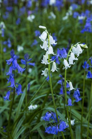 Foto van Spaanse boshyacint ‘Blue’