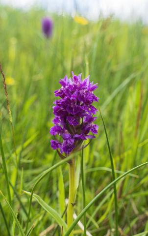 Foto van Vleeskleurige orchis