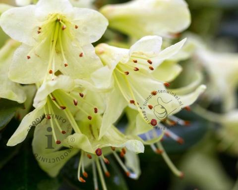 Foto van Dwerg rododendron ‘Shamrock’