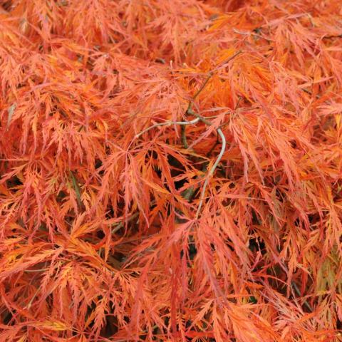 Foto van Acer 'Autumn Fire'