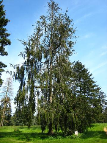 Foto van Picea 'Cranstonii'