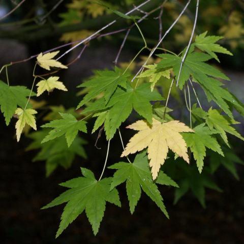 Foto van Acer 'Arakawa'