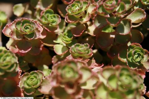 Foto van Vetkruid ‘Schorbuser Blut’