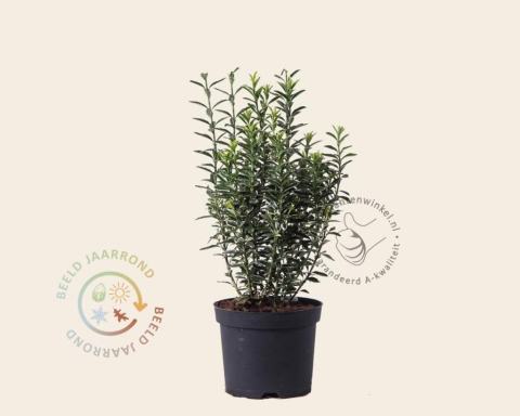 Foto van Kardinaalshoed ‘Microphyllus Albovariegata’