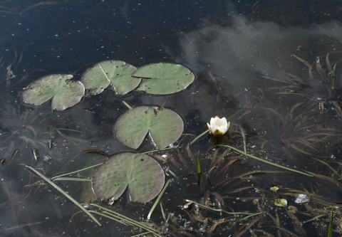 Foto van Dwergwaterlelie