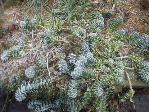 Foto van Blauwgroene wolfsmelk