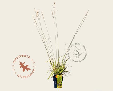 Foto van Pijpenstrootje ‘Mostenveld’
