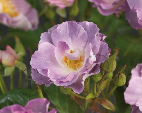 Foto van Trosroos ‘Blue for You’
