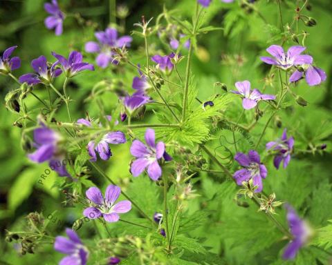 Foto van Ooievaarsbek ‘Mayflower’