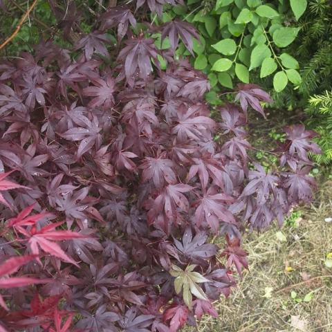 Foto van Acer 'Bloodgood'