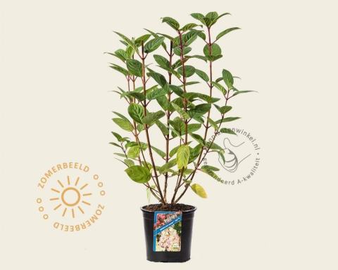 Foto van Pluimhortensia ‘Early Sensation’