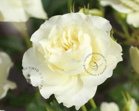 Foto van Grootbloemige trosroos ‘White Meilove’