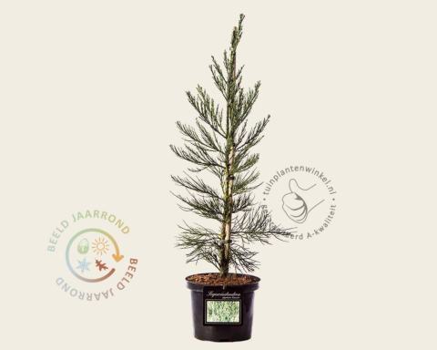 Foto van Mammoetboom ‘Glaucum’