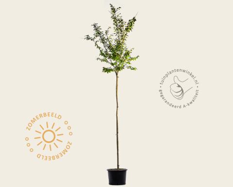 Foto van Indische sering ‘Burgundy Cotton’
