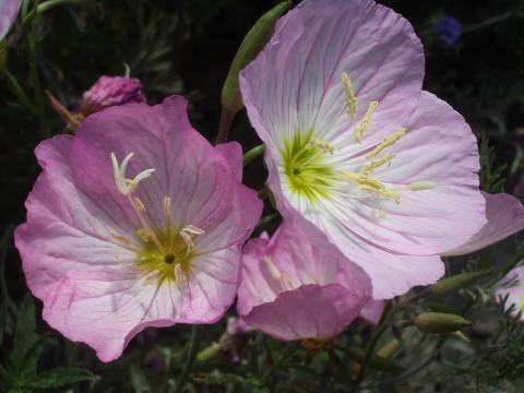 Foto van Witte teunisbloem