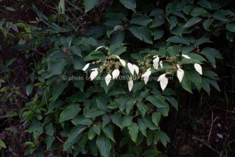 Foto van Pluim-klimhortensia