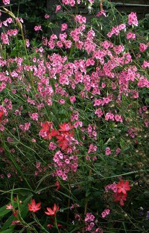 Foto van Moerasgladiool ‘Major’
