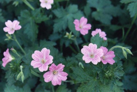 Foto van Ooievaarsbek ‘Claridge Druce’