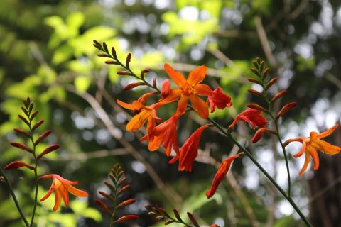 Foto van Crocosmia