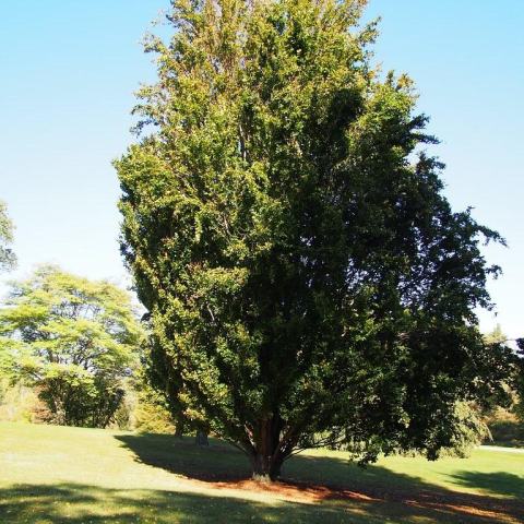 Foto van Fagus 'Fastigiata'