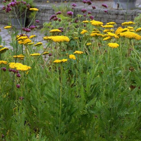 Foto van Achillea 'Parker's Variety'